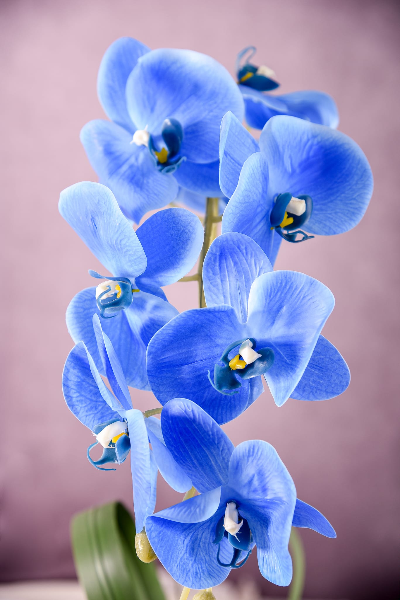 Orquídea Azul Majestade - Imagem 3