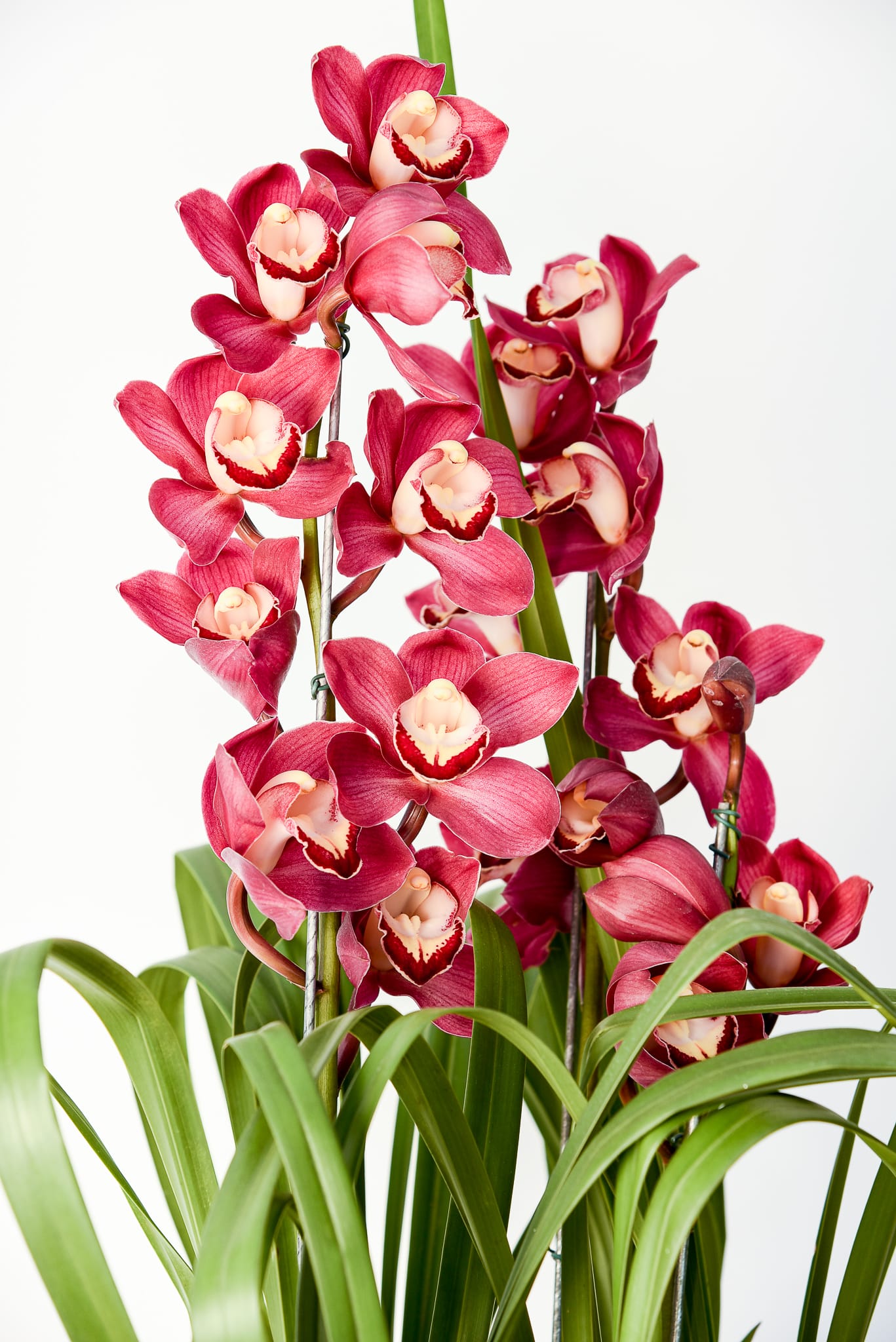 Orquídea Suprema - Imagem 2